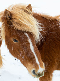 Close-up of a horse