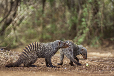 Mongoose against trees in forest