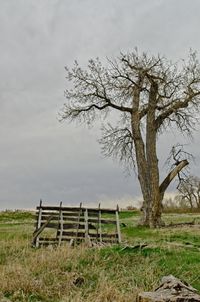 Tree on field against sky