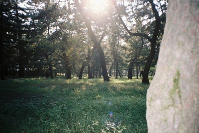 Trees growing on field at park