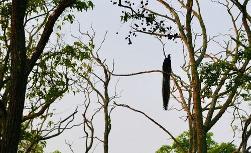 Low angle view of bird perching on tree against sky