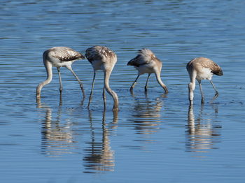 Flock of birds in lake