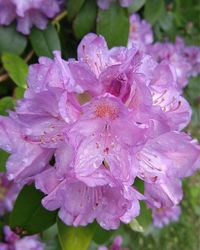 Close-up of pink flowers blooming in park