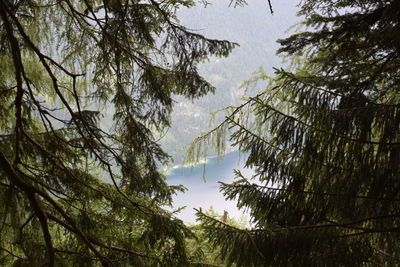 Low angle view of trees and mountains against sky