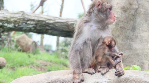 Close-up of monkey sitting on stone wall