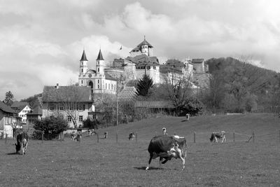 Panoramic view of cows on field in front of castle