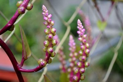 Close-up of pink flower buds