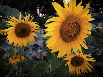 Close-up of sunflower