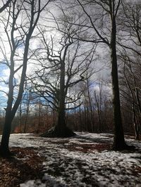 Bare trees in forest during winter