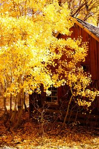 Close-up of yellow tree