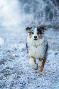 Portrait of dog sitting on snow field