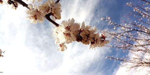 Low angle view of cherry blossom against sky