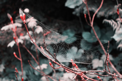 Close-up of spider on web