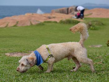 Dog lying on land