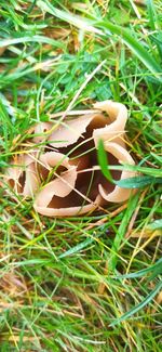 High angle view of leaf on grass