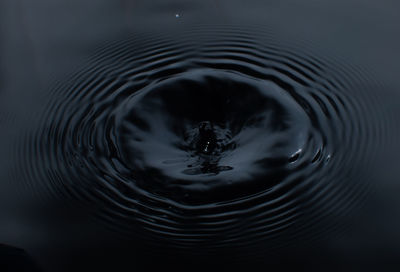 High angle view of turtle in lake