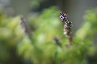Close-up of honey bee on purple flower