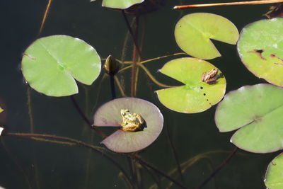 Close-up of lotus water lily in lake