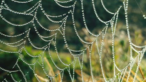 Close-up of water drops on spider web