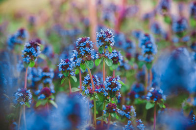 Close-up of purple flowering plant