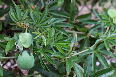 Close-up of fruits on plant