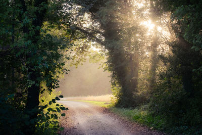 Dirt road amidst trees and plants