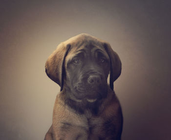 Close-up portrait of dog against gray background