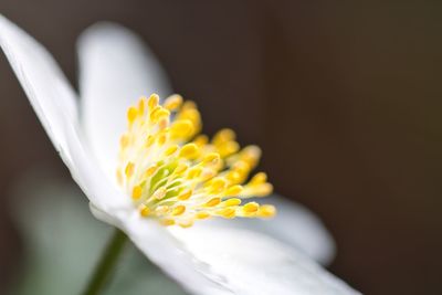 Close-up of white flower