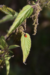 Close-up of ladybug on leaf