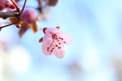 Close-up of pink cherry blossom