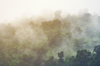 Trees in forest during foggy weather