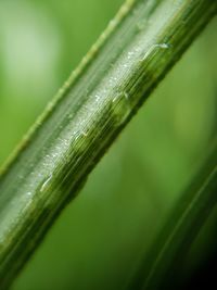 Close-up of wet plant leaves