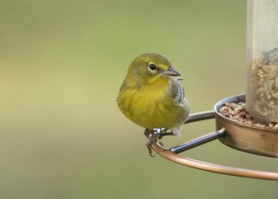 Close-up of bird perching on metal feeder