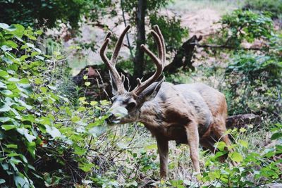 Deer in a forest