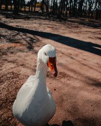 Close-up of a bird on land