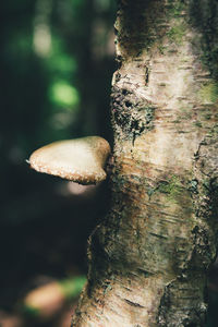 Close-up of mushroom growing on tree trunk