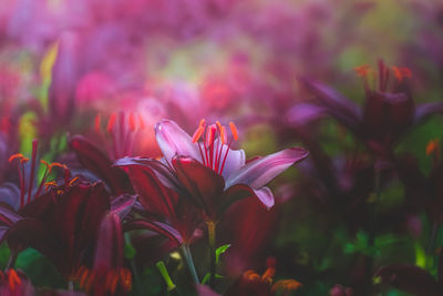 Close-up of pink flowering plants