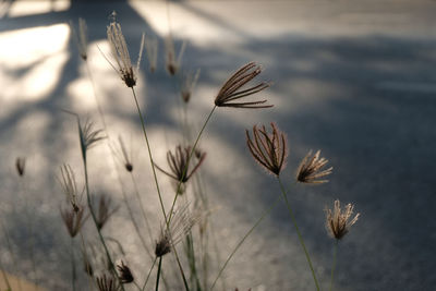 Close-up of stalks against blurred background
