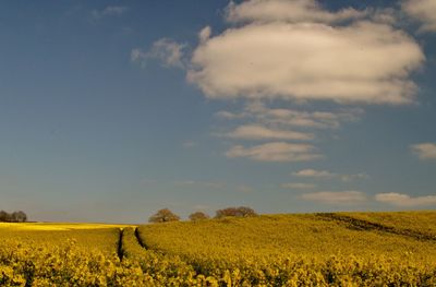 Scenic view of field against sky