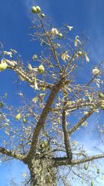 Low angle view of flower tree against blue sky