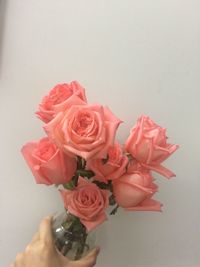 Close-up of pink roses against white background