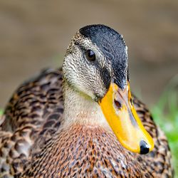 Close-up side view of a bird