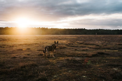 Dog in a field