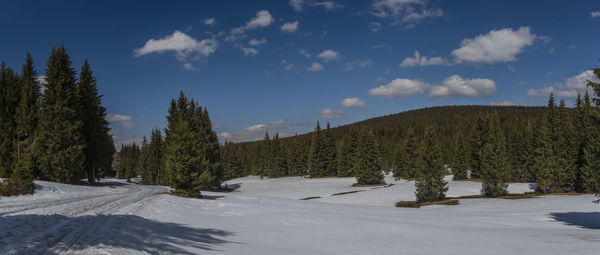 Pine trees on snow covered land against sky