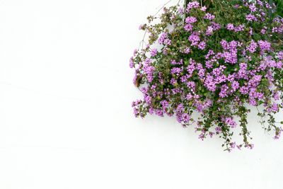 Close-up of pink flowers