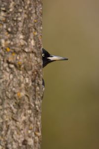 Bird perching on a tree