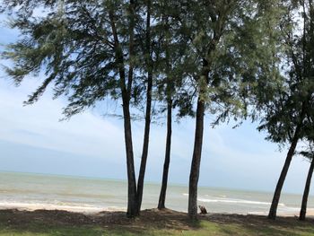 Trees on beach against sky