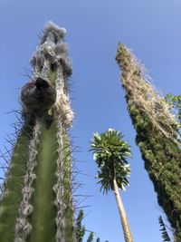 Low angle view of cactus plant against clear blue sky