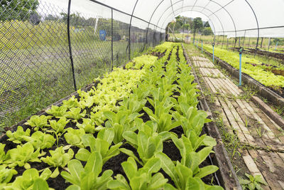 Plants growing on field