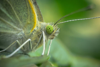 Close-up of butterfly on leaf